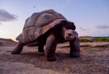 Το μυστικό της ... αθανασίας; 5 αιωνόβια ζώα: Πού οφείλουν τη μακροζωΐα τους; 22 Το μυστικό της ... αθανασίας; 5 αιωνόβια ζώα Πού οφείλουν τη μακροζωΐα τους;