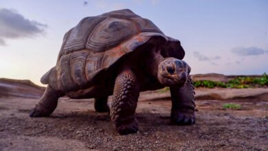 Το μυστικό της ... αθανασίας; 5 αιωνόβια ζώα: Πού οφείλουν τη μακροζωΐα τους; 70 Το μυστικό της ... αθανασίας; 5 αιωνόβια ζώα Πού οφείλουν τη μακροζωΐα τους;
